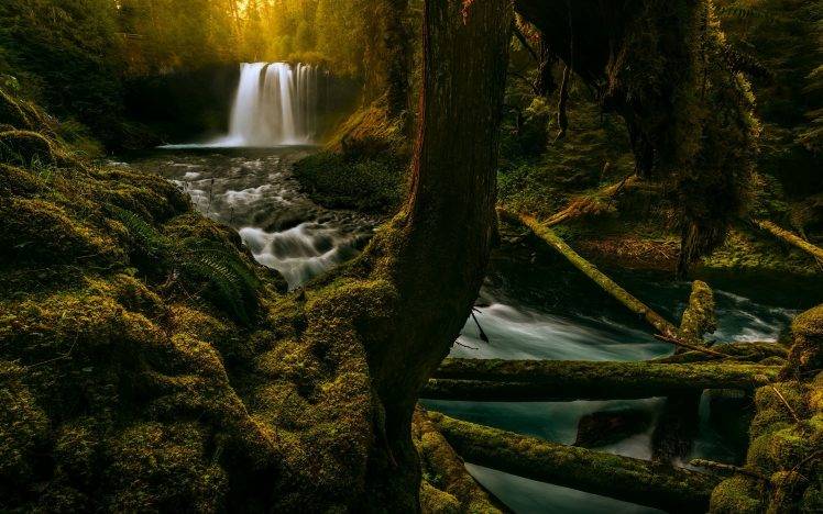 landscape, Nature, Moss, Waterfall, Forest, Sunrise, Oregon, Trees, Ferns, River HD Wallpaper Desktop Background