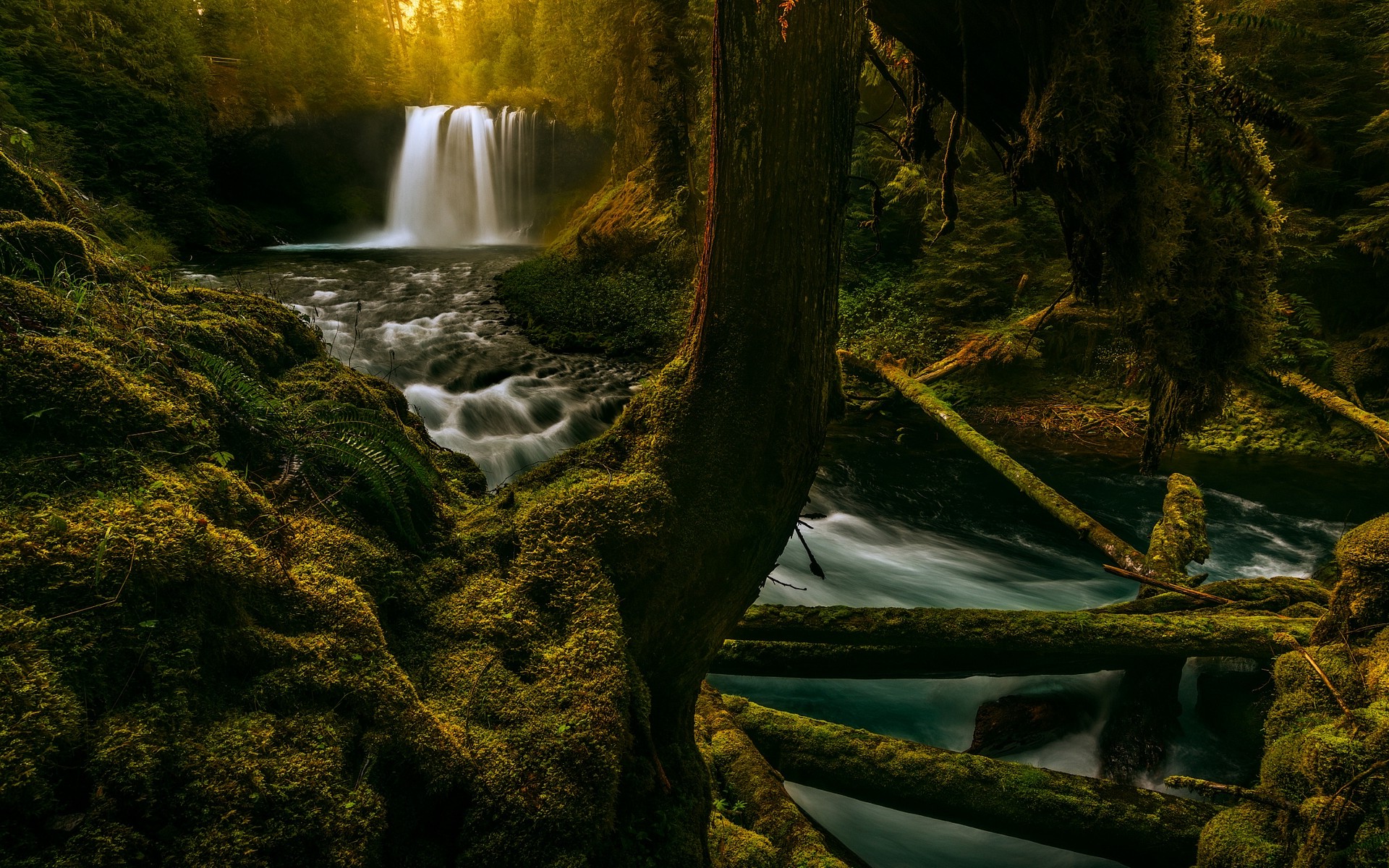 landscape, Nature, Moss, Waterfall, Forest, Sunrise, Oregon, Trees, Ferns, River Wallpaper