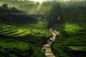 nature, Landscape, Rice Paddy, River, Sun Rays, Field, Terraces, Train, Bridge, Trees, Mist, Green, Water