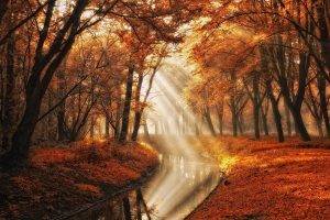 landscape, Nature, Fall, Trees, Canal, Sun Rays, Mist, Leaves, Park, Orange