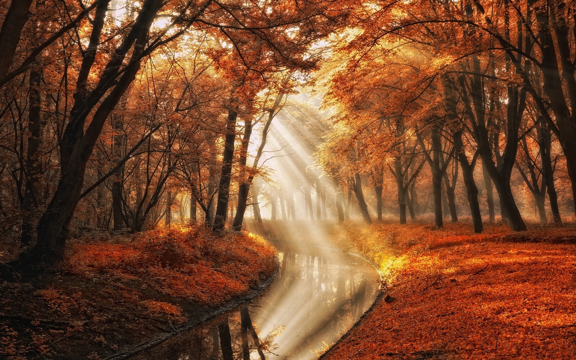 landscape, Nature, Fall, Trees, Canal, Sun Rays, Mist, Leaves, Park, Orange Wallpaper