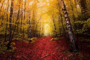 nature, Landscape, Fall, Red, Leaves, Path, Yellow, Trees, Mist, Forest