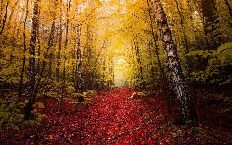 nature, Landscape, Fall, Red, Leaves, Path, Yellow, Trees, Mist, Forest HD Wallpaper Desktop Background