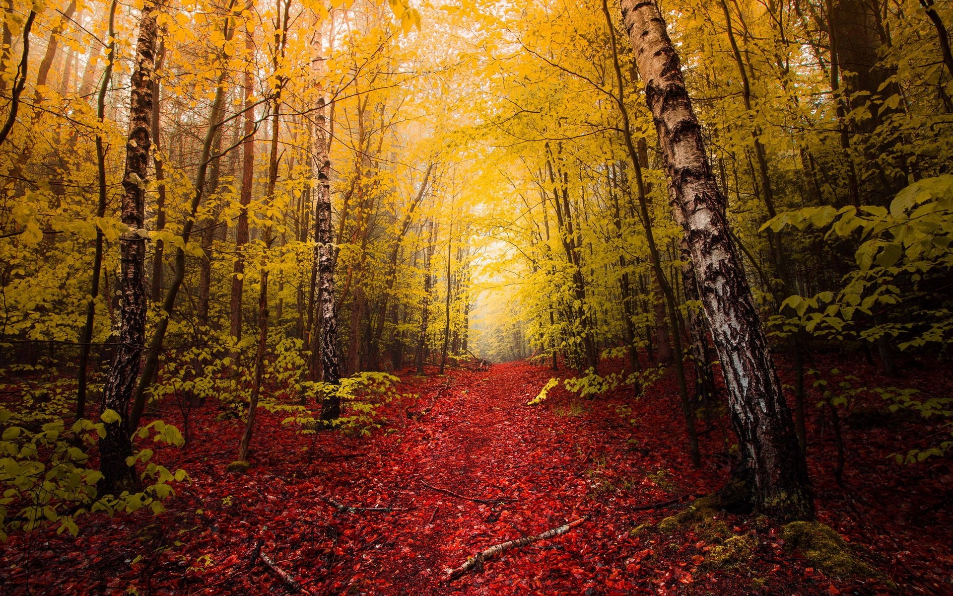nature, Landscape, Fall, Red, Leaves, Path, Yellow, Trees, Mist, Forest Wallpaper