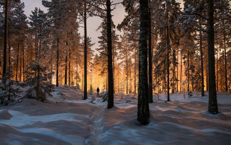 landscape, Nature, Winter, Forest, Sunrise, Sunlight, Trees, Snow, Cold HD Wallpaper Desktop Background