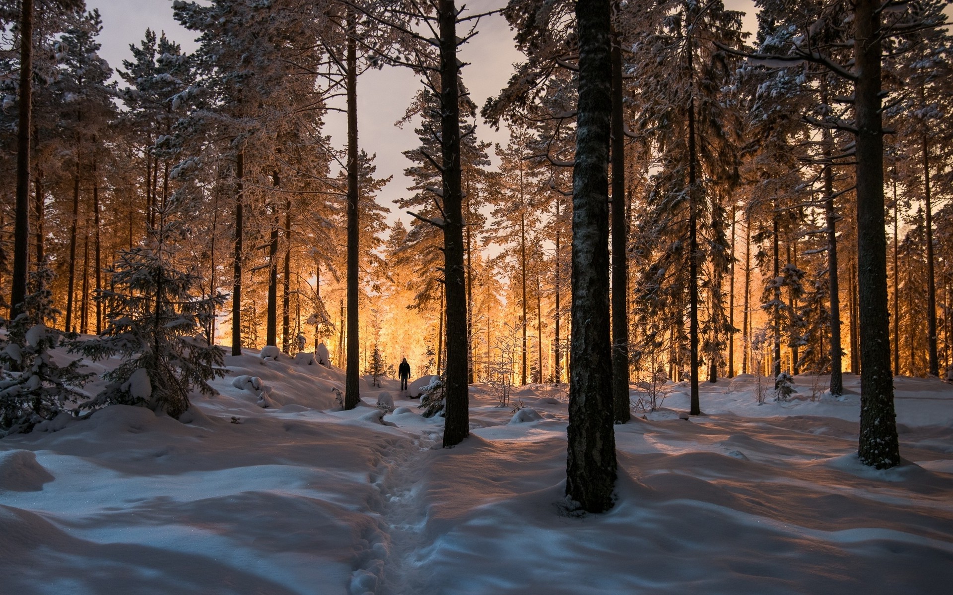 landscape, Nature, Winter, Forest, Sunrise, Sunlight, Trees, Snow, Cold Wallpaper