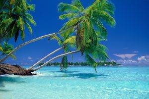 nature, Landscape, Beach, Sea, Vacations, Summer, Palm Trees, Tropical, Water