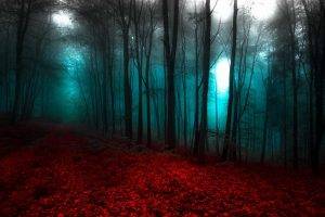 nature, Landscape, Red, Blue, Forest, Mist, Trees, Path