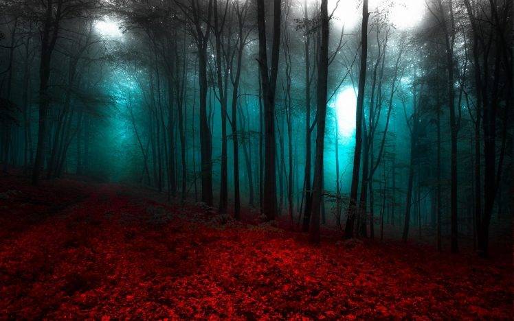 nature, Landscape, Red, Blue, Forest, Mist, Trees, Path HD Wallpaper Desktop Background