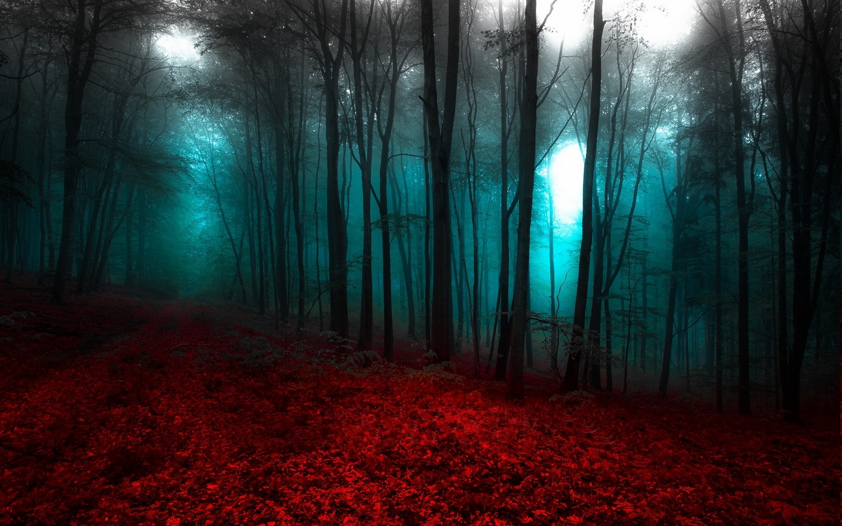 nature, Landscape, Red, Blue, Forest, Mist, Trees, Path ...