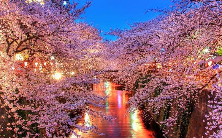 landscape, Cherry Blossom HD Wallpaper Desktop Background