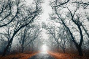 nature, Landscape, Road, Trees, Mist, Fall, Leaves