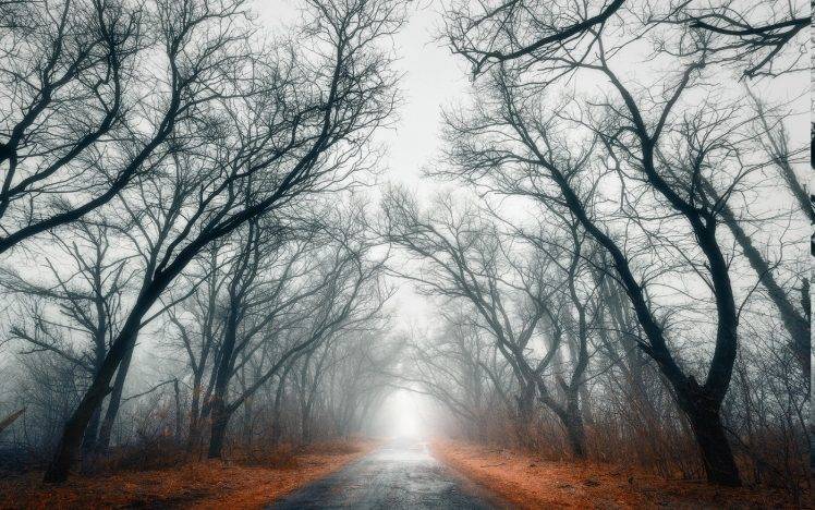nature, Landscape, Road, Trees, Mist, Fall, Leaves HD Wallpaper Desktop Background