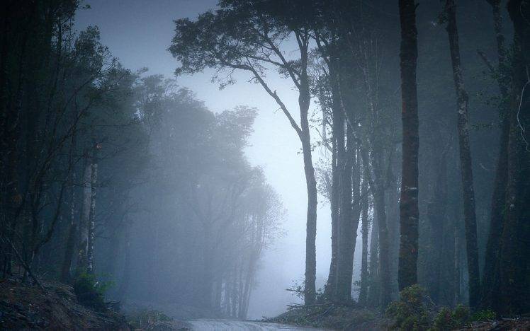 landscape, Forest, Road, Mist, Trees, Nature, Chile, Shrubs HD Wallpaper Desktop Background