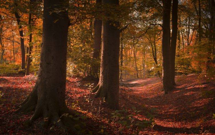 nature, Landscape, Forest, Path, Fall, Leaves, Trees, Shrubs, Sunlight, Sunrise HD Wallpaper Desktop Background