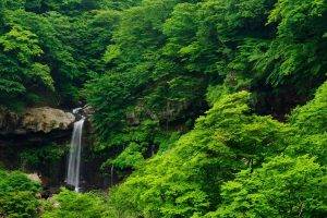 waterfall, Nature, Forest, Trees, Landscape, Green