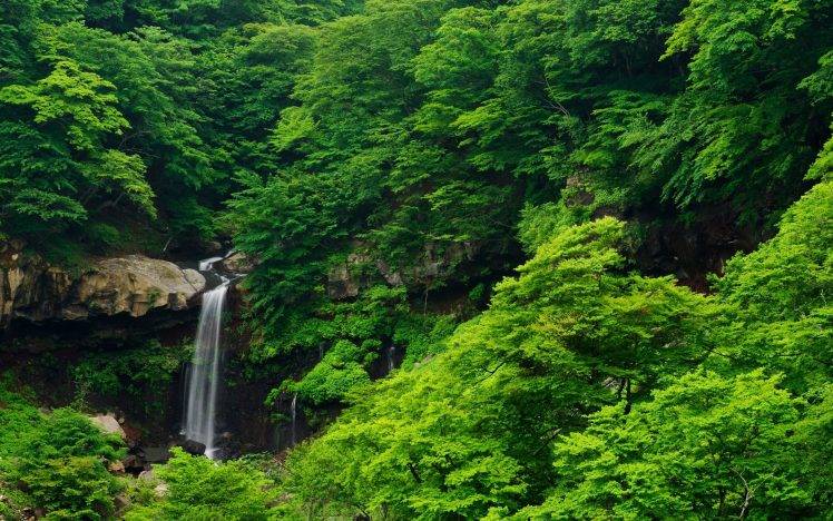 waterfall, Nature, Forest, Trees, Landscape, Green HD Wallpaper Desktop Background