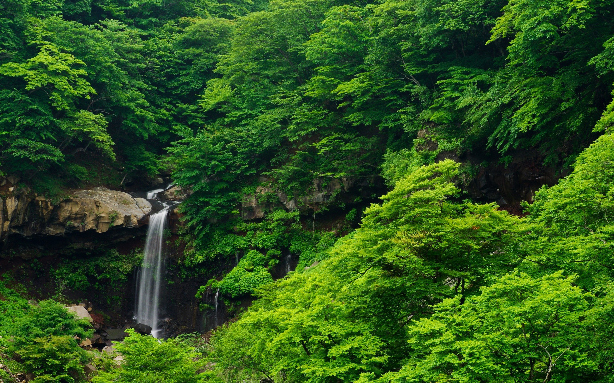 waterfall, Nature, Forest, Trees, Landscape, Green Wallpaper