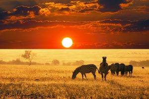 animals, Africa, Zebras, Sunset, Landscape