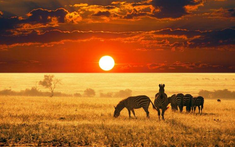 animals, Africa, Zebras, Sunset, Landscape HD Wallpaper Desktop Background
