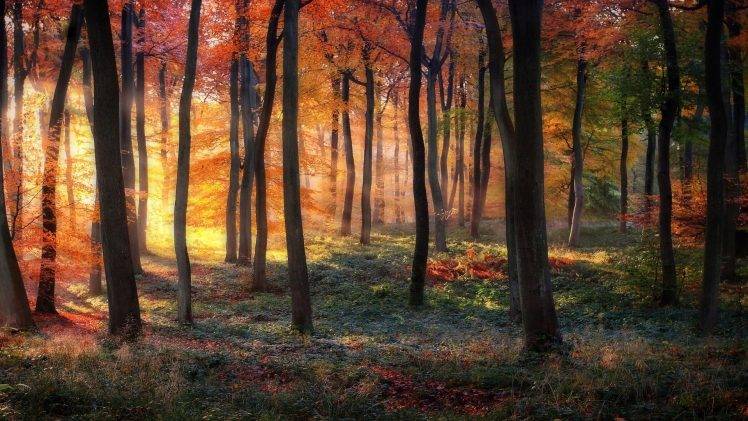 nature, Landscape, Sunrise, Forest, Fall, Grass, Colorful, Trees, Shrubs, Mist, Sun Rays HD Wallpaper Desktop Background