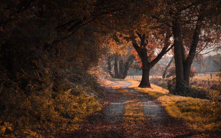 landscape, Nature, Road, Fall, Trees, Leaves, Shrubs, Grass, Dirt Road, Shadow HD Wallpaper Desktop Background