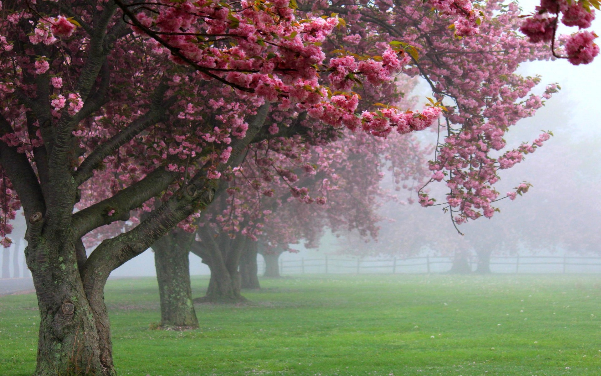 nature, Landscape, Cherry Trees, Mist, Pink, Flowers, Spring, Sunrise, Grass, Blossom, Fence, Green Wallpaper