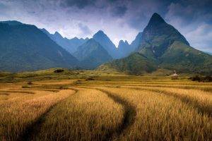 nature, Landscape, Mountain, Clouds, Vietnam, Field, Trees, Forest, Spikelets, Hill