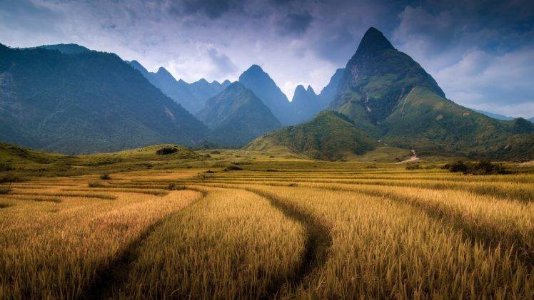 nature, Landscape, Mountain, Clouds, Vietnam, Field, Trees, Forest, Spikelets, Hill HD Wallpaper Desktop Background