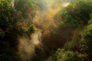 nature, Landscape, Fall, Forest, Mountain, Mist, Morning, Trees, Sunrise