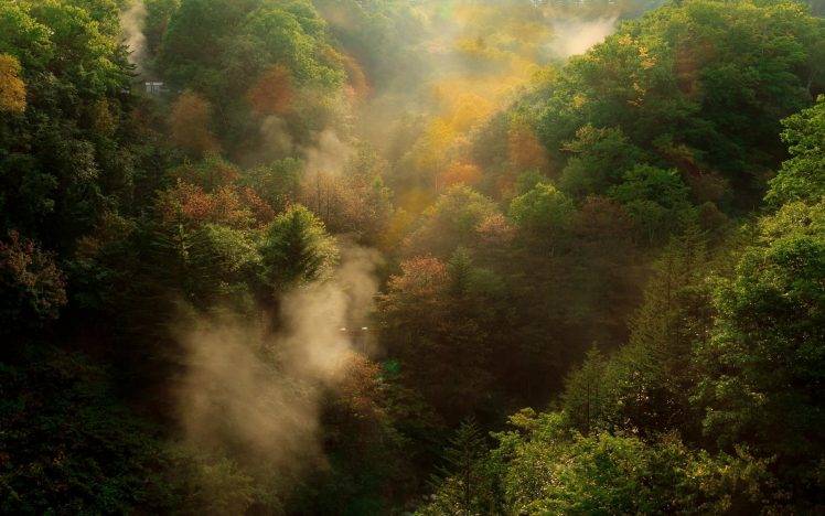 nature, Landscape, Fall, Forest, Mountain, Mist, Morning, Trees, Sunrise HD Wallpaper Desktop Background