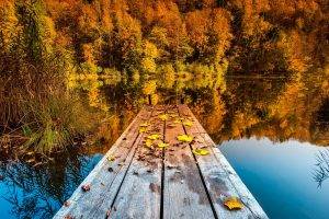 nature, Landscape, Trees, Pier, Wooden Surface, Forest, Water, Lake, Reflection, Fall, Leaves