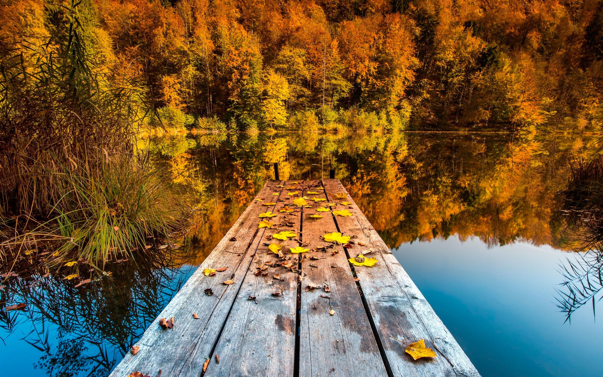 nature, Landscape, Trees, Pier, Wooden Surface, Forest, Water, Lake ...