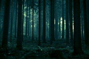 forest, Spruce, Dead Trees, Landscape, Dark, Trees, Nature, Pine Trees