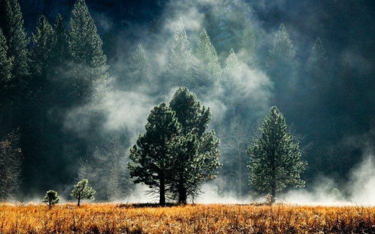 mist, Forest, Sunlight, Nature, Landscape HD Wallpaper Desktop Background
