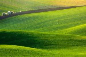 hill, Trees, Nature, Landscape, Photography, Field, Green