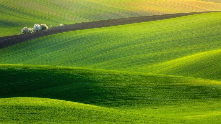 hill, Trees, Nature, Landscape, Photography, Field, Green HD Wallpaper Desktop Background