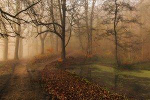 nature, Landscape, Morning, Fall, Mist, Park, Trees, Path, Leaves, Pond, Water