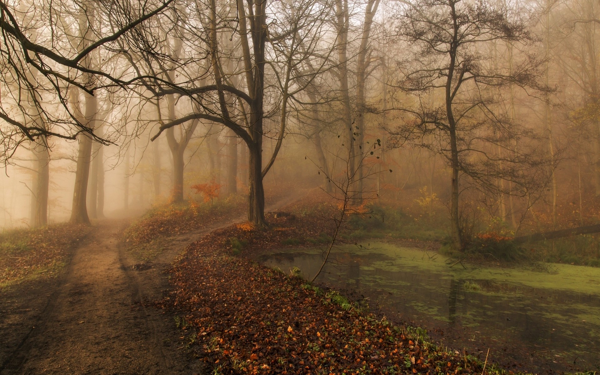 nature, Landscape, Morning, Fall, Mist, Park, Trees, Path, Leaves, Pond, Water Wallpaper