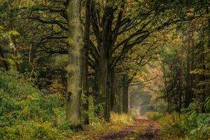 nature, Landscape, Trees, Forest, Branch, Leaves, Plants, Road, Moss