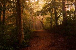 landscape, Nature, Mist, Forest, Shrubs, Path, Leaves, Trees, Morning, Sunlight, Fairy Tale