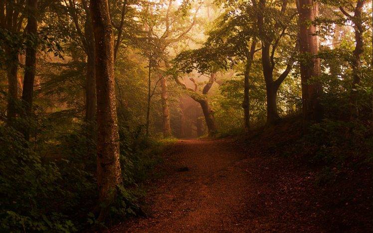 landscape, Nature, Mist, Forest, Shrubs, Path, Leaves, Trees, Morning, Sunlight, Fairy Tale HD Wallpaper Desktop Background