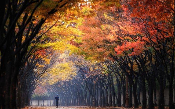 nature, Landscape, Morning, Fall, Trees, Park, Colorful, Sunbeams, Mist, Running, Tunnel, Leaves HD Wallpaper Desktop Background