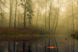 nature, Landscape, Mist, Forest, Morning, Trees, Leaves, Fall, Water, Reflection, Calm