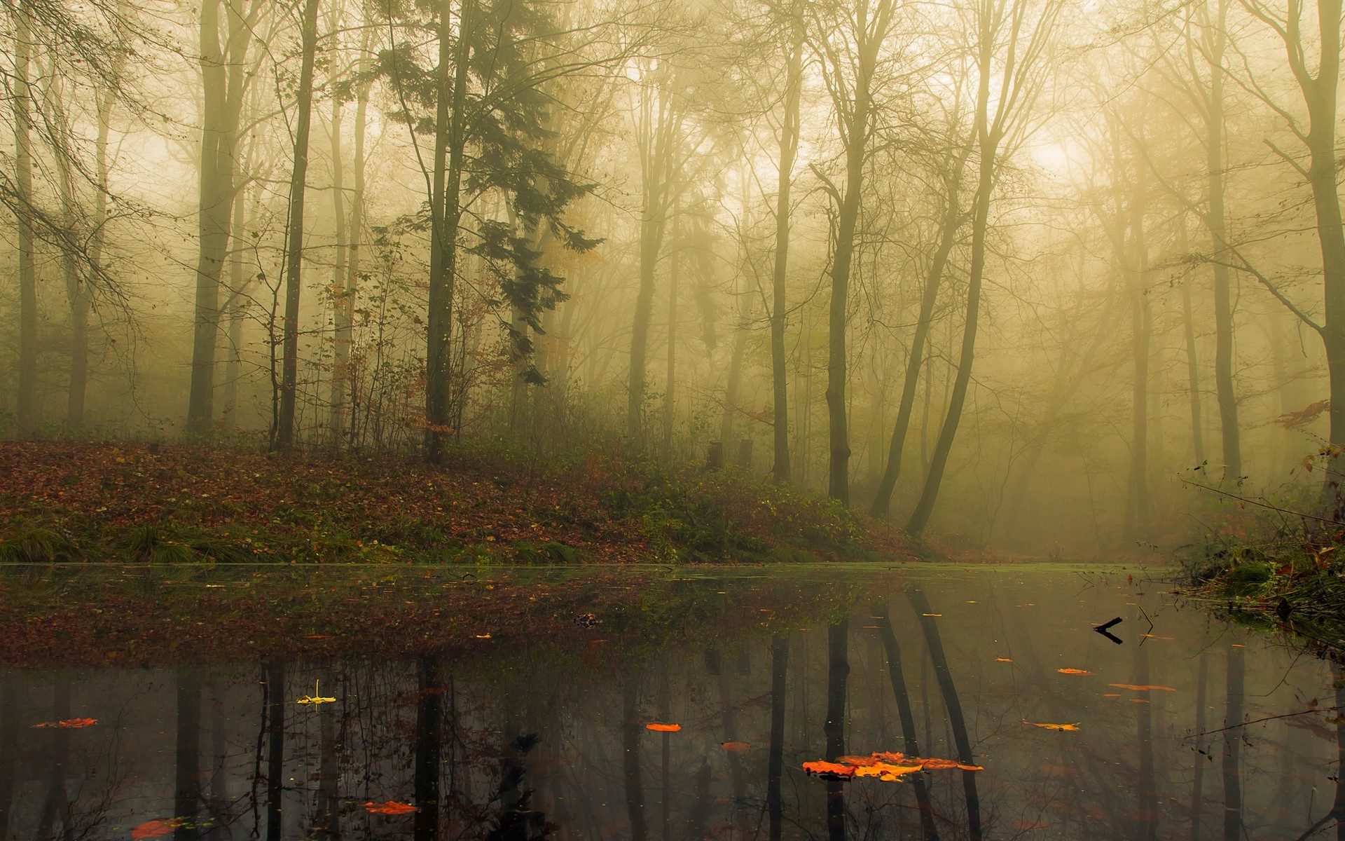 nature, Landscape, Mist, Forest, Morning, Trees, Leaves, Fall, Water, Reflection, Calm Wallpaper
