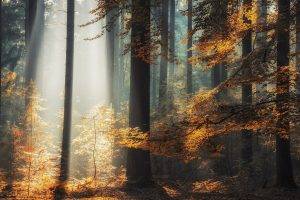 landscape, Nature, Sun Rays, Forest, Fall, Sunlight, Trees, Leaves, Mist