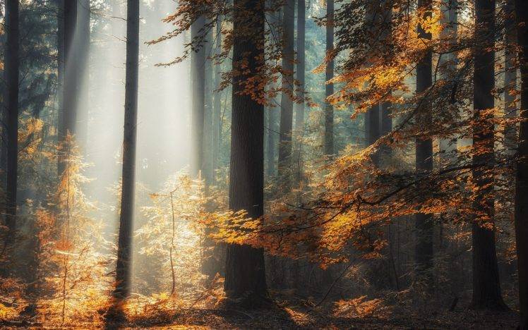 landscape, Nature, Sun Rays, Forest, Fall, Sunlight, Trees, Leaves, Mist HD Wallpaper Desktop Background