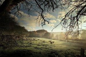 nature, Animals, Landscape, Trees, Sheep, Field, Grass, Forest, Mist, Clouds, Fence, Branch