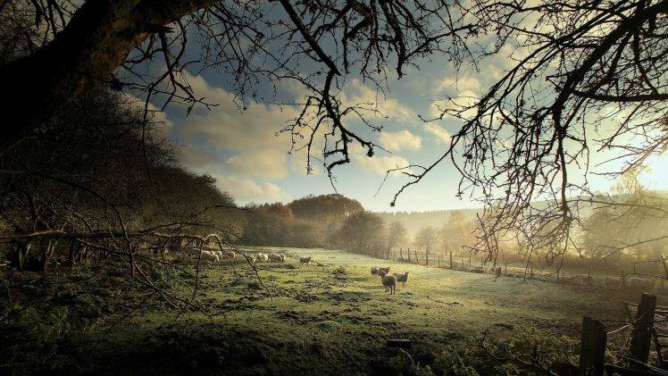 nature, Animals, Landscape, Trees, Sheep, Field, Grass, Forest, Mist, Clouds, Fence, Branch HD Wallpaper Desktop Background