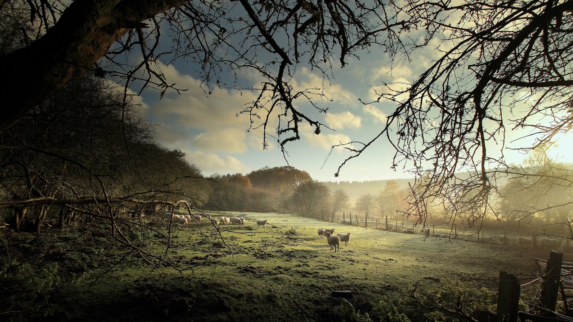 nature, Animals, Landscape, Trees, Sheep, Field, Grass, Forest, Mist, Clouds, Fence, Branch Wallpaper